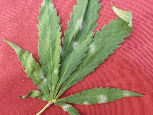 CropHealth.com - Services - Cannabis pest management