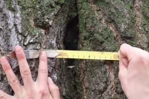 CropHealthcom Tree assessment measuring crack